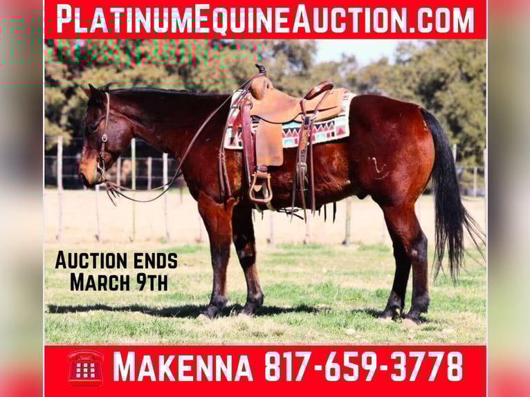 Quarter horse américain Hongre 13 Ans 150 cm Bai cerise in Lipan TX