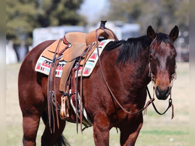 Quarter horse américain Hongre 13 Ans 150 cm Bai cerise in Lipan TX