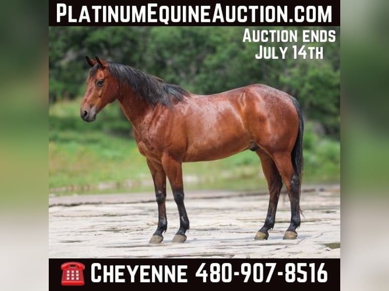 Quarter horse américain Hongre 13 Ans 150 cm Bai cerise in Stephenville TX