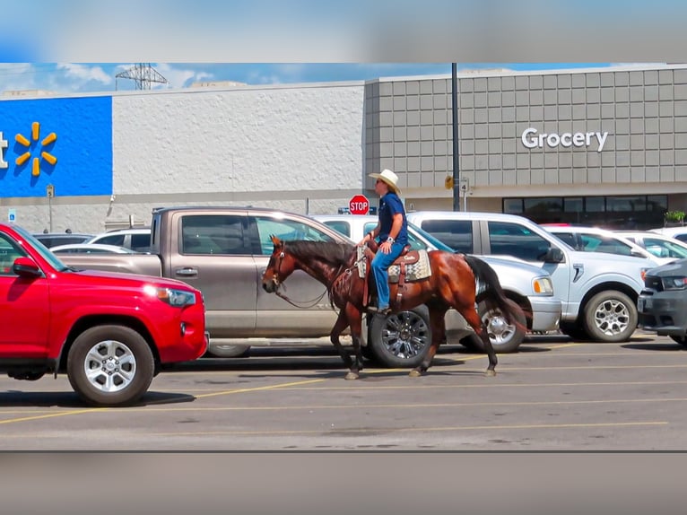 Quarter horse américain Hongre 13 Ans 150 cm Bai cerise in Stephenville TX