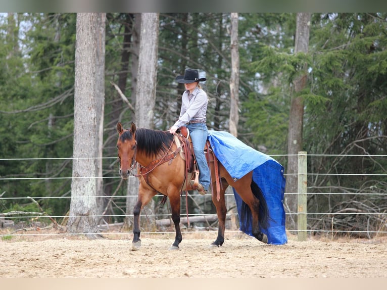 Quarter horse américain Hongre 13 Ans 150 cm Buckskin in Clarion