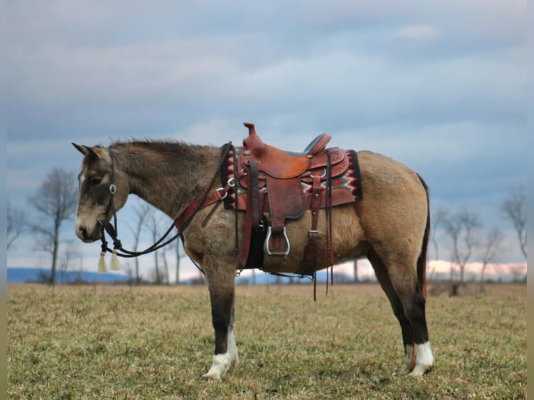 Quarter horse américain Hongre 13 Ans 150 cm Buckskin in Rebersburg, PA