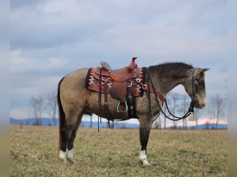 Quarter horse américain Hongre 13 Ans 150 cm Buckskin in Rebersburg, PA