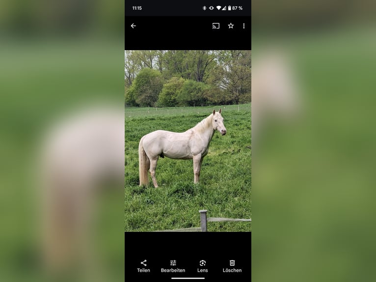 Quarter horse américain Hongre 13 Ans 150 cm  in Salzgitter