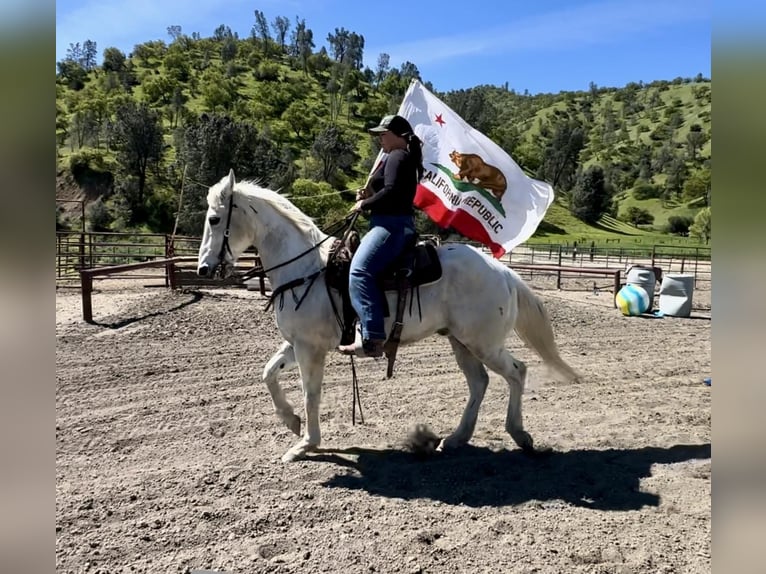 Quarter horse américain Hongre 13 Ans 150 cm Gris in Bitterwater CA