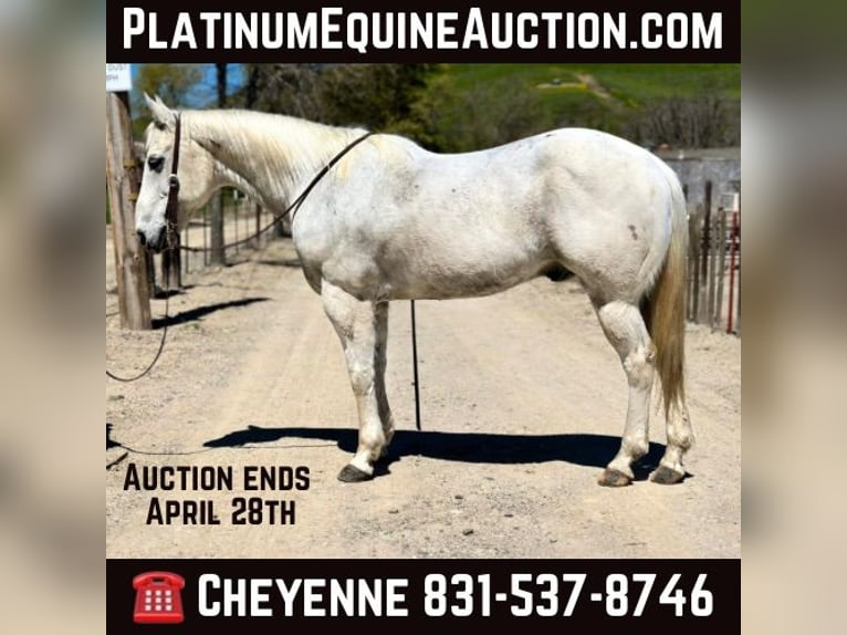 Quarter horse américain Hongre 13 Ans 150 cm Gris in Bitterwater CA