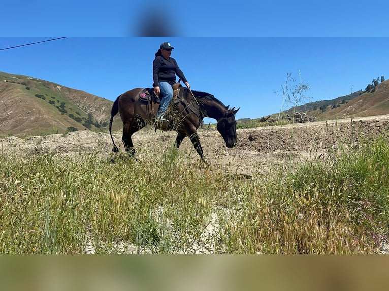 Quarter horse américain Hongre 13 Ans 150 cm Grullo in Paicines CA