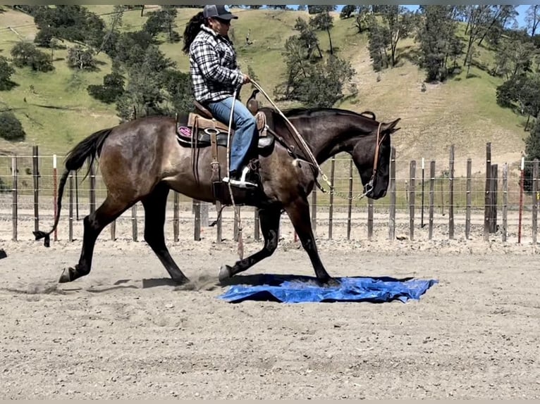 Quarter horse américain Hongre 13 Ans 150 cm Grullo in Paicines CA