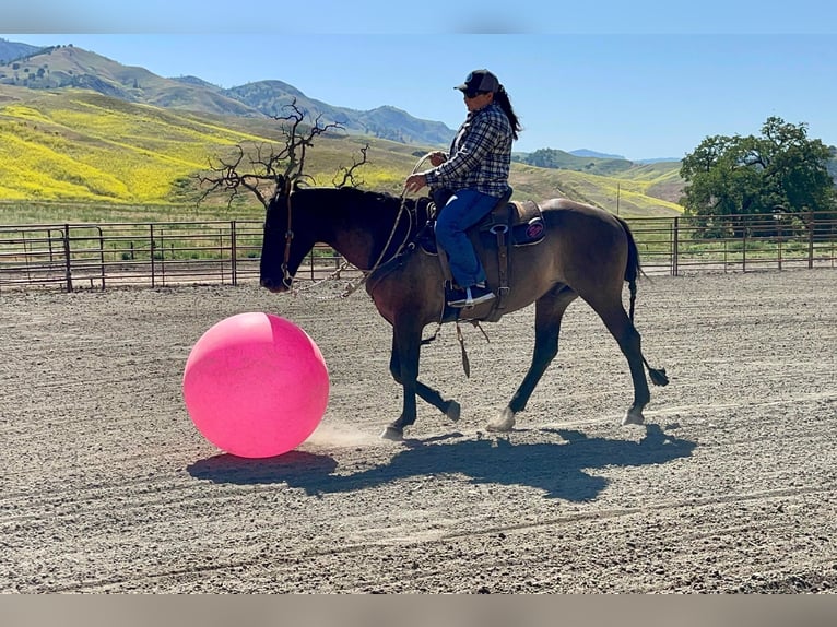 Quarter horse américain Hongre 13 Ans 150 cm Grullo in Paicines CA