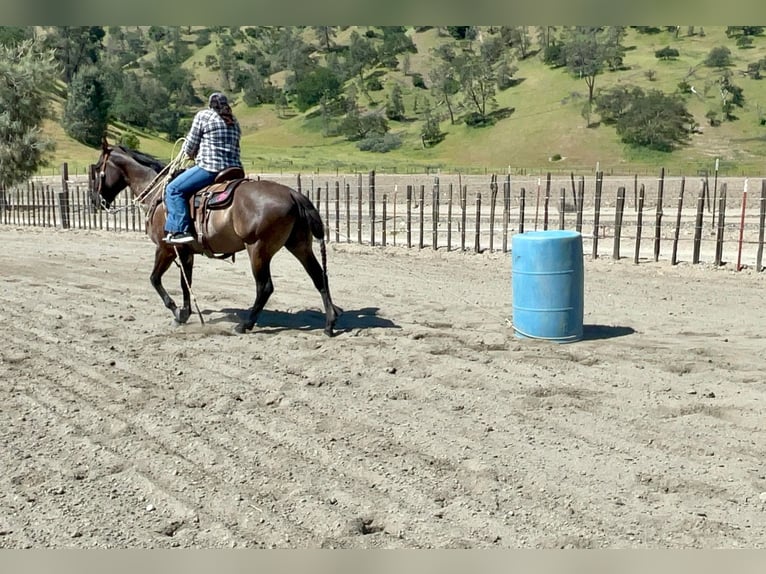 Quarter horse américain Hongre 13 Ans 150 cm Grullo in Paicines CA