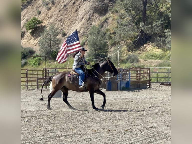 Quarter horse américain Hongre 13 Ans 150 cm Grullo in Paicines CA