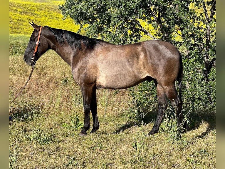 Quarter horse américain Hongre 13 Ans 150 cm Grullo in Paicines CA