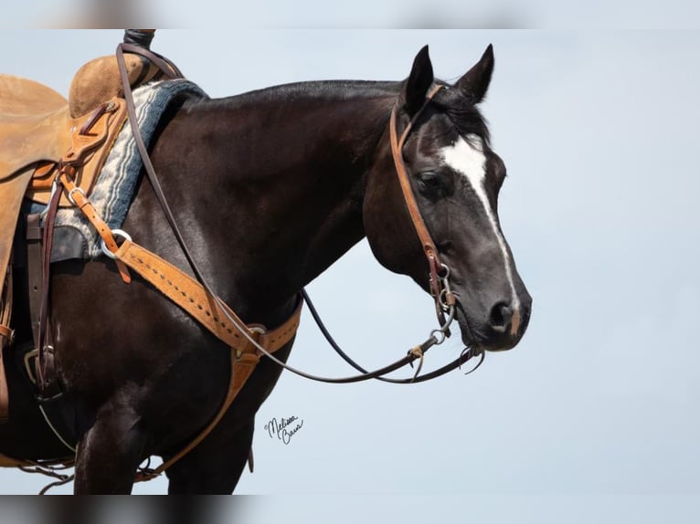 Quarter horse américain Hongre 13 Ans 150 cm Noir in River Falls Wi