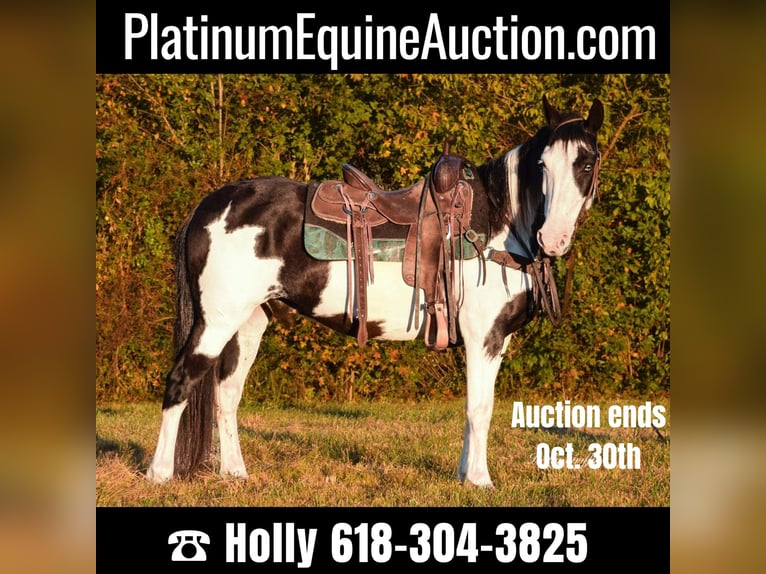 Quarter horse américain Hongre 13 Ans 150 cm Overo-toutes couleurs in Greenville KY