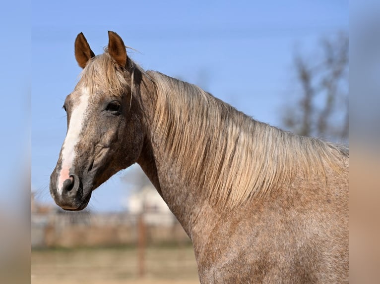 Quarter horse américain Hongre 13 Ans 150 cm Palomino in Weatherford
