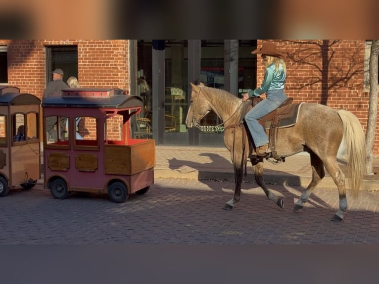 Quarter horse américain Hongre 13 Ans 150 cm Palomino in Weatherford