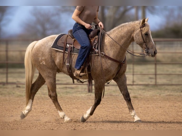 Quarter horse américain Hongre 13 Ans 150 cm Palomino in Weatherford