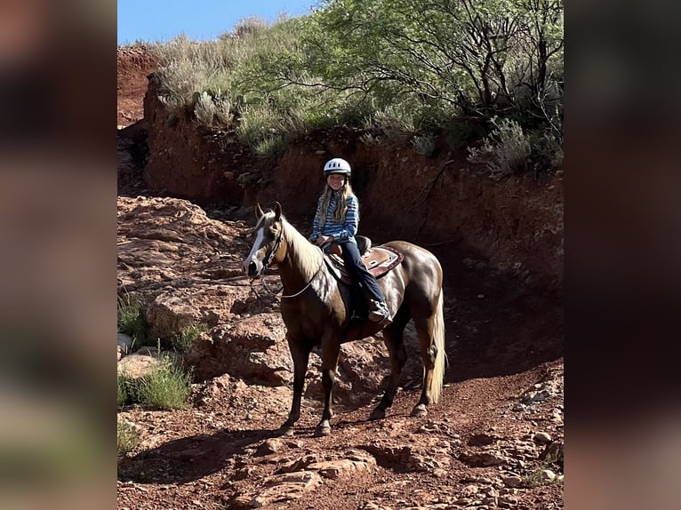 Quarter horse américain Hongre 13 Ans 150 cm Palomino in Lisbon, IA