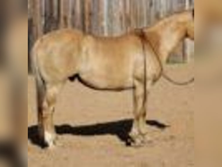 Quarter horse américain Hongre 13 Ans 150 cm Palomino in MOrgan MIll TX