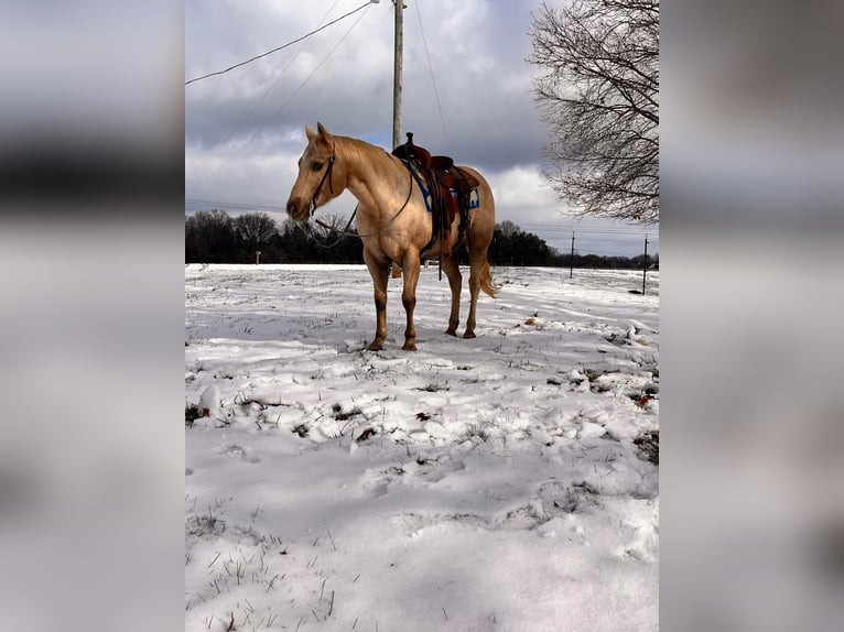 Quarter horse américain Hongre 13 Ans 150 cm Palomino in Mt Hope AL