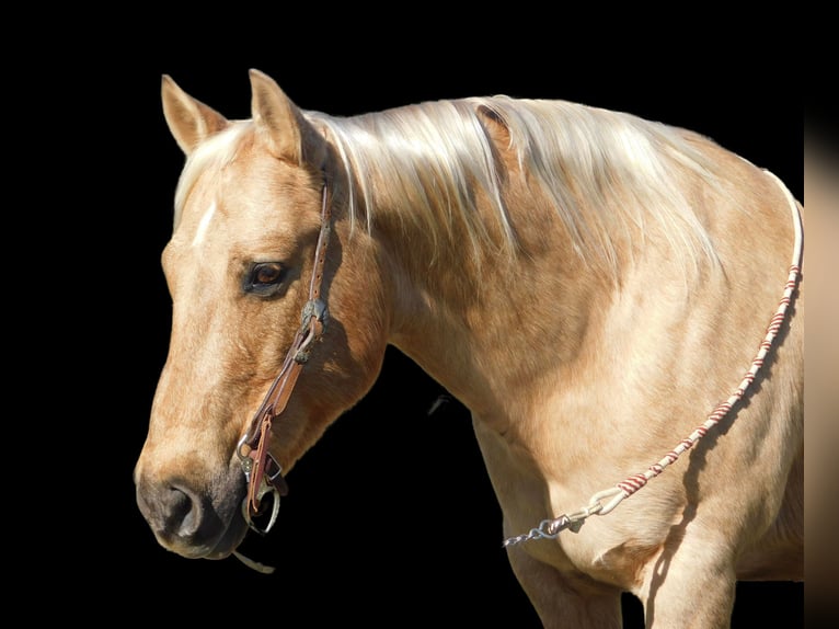 Quarter horse américain Hongre 13 Ans 150 cm Palomino in Paicines CA