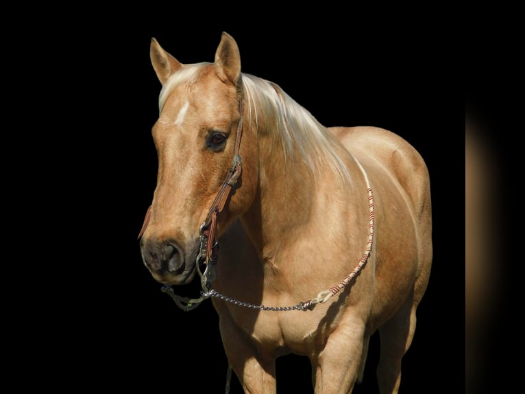 Quarter horse américain Hongre 13 Ans 150 cm Palomino in Paicines CA