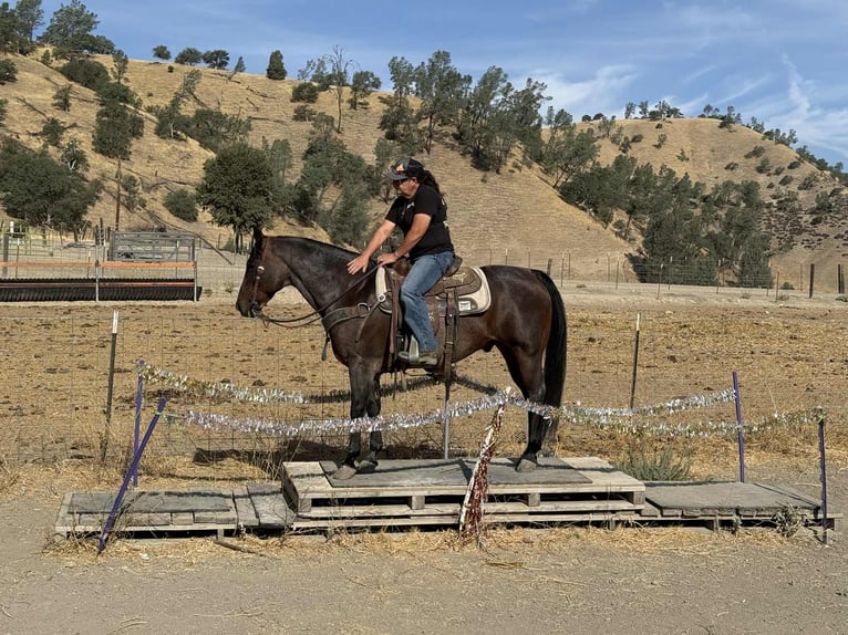 Quarter horse américain Hongre 13 Ans 150 cm Roan-Bay in Paicines CA
