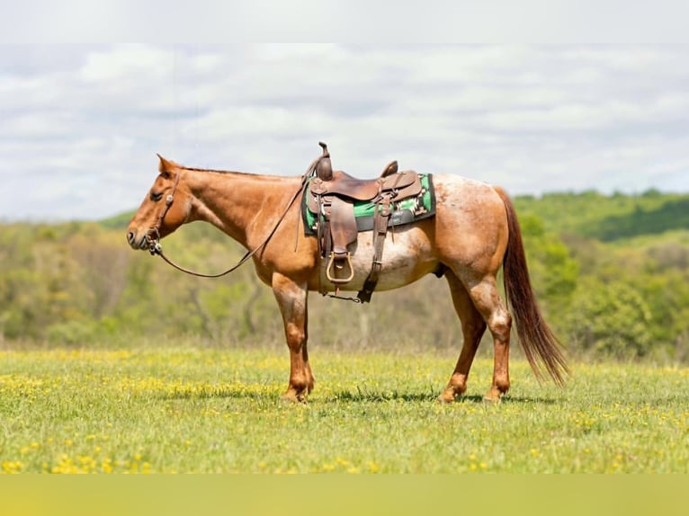 Quarter horse américain Hongre 13 Ans 150 cm Rouan Rouge in Everett