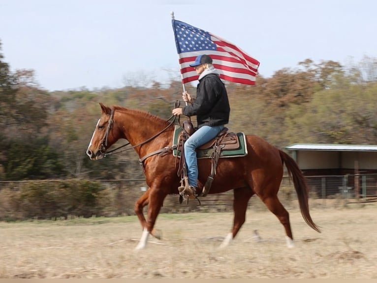 Quarter horse américain Hongre 13 Ans 152 cm Alezan brûlé in Weatherford TX