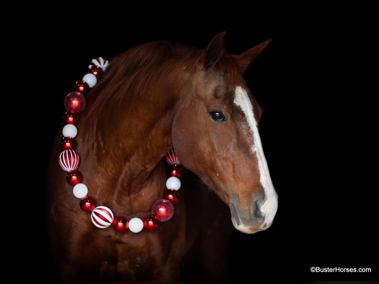 Quarter horse américain Hongre 13 Ans 152 cm Alezan brûlé in Weatherford TX