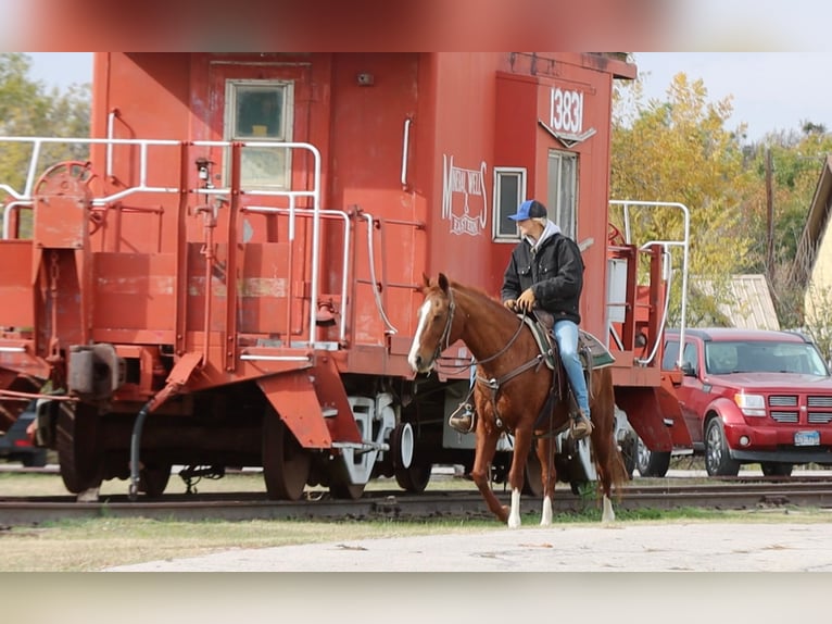 Quarter horse américain Hongre 13 Ans 152 cm Alezan brûlé in Weatherford TX