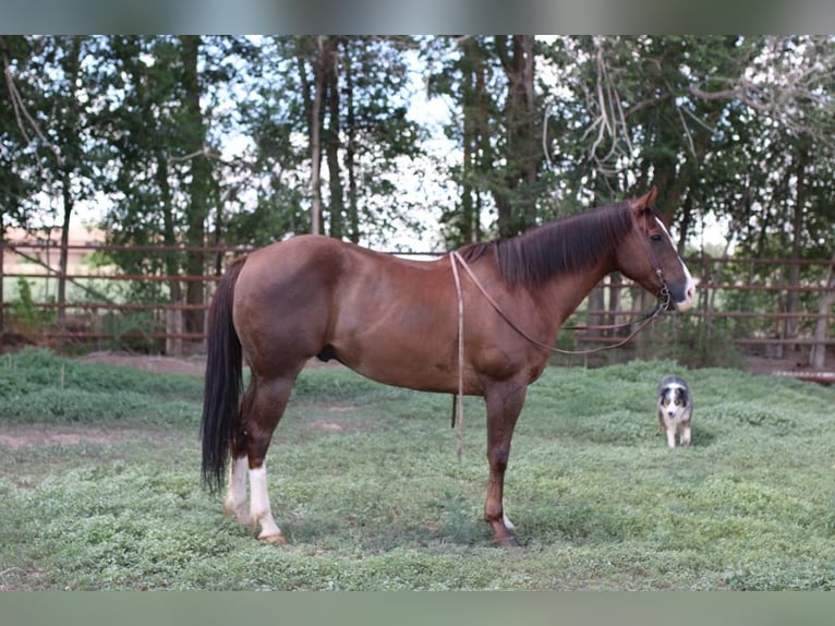Quarter horse américain Hongre 13 Ans 152 cm Alezan brûlé in El Paso TX