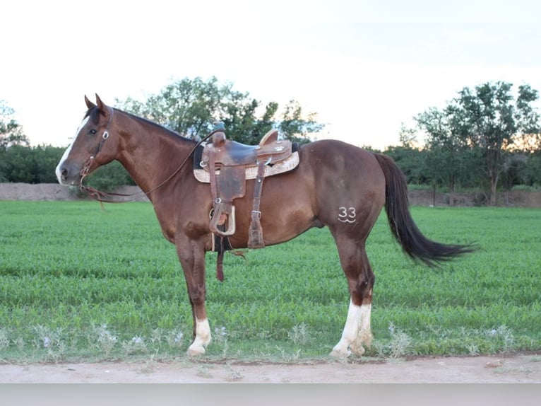 Quarter horse américain Hongre 13 Ans 152 cm Alezan brûlé in El Paso TX