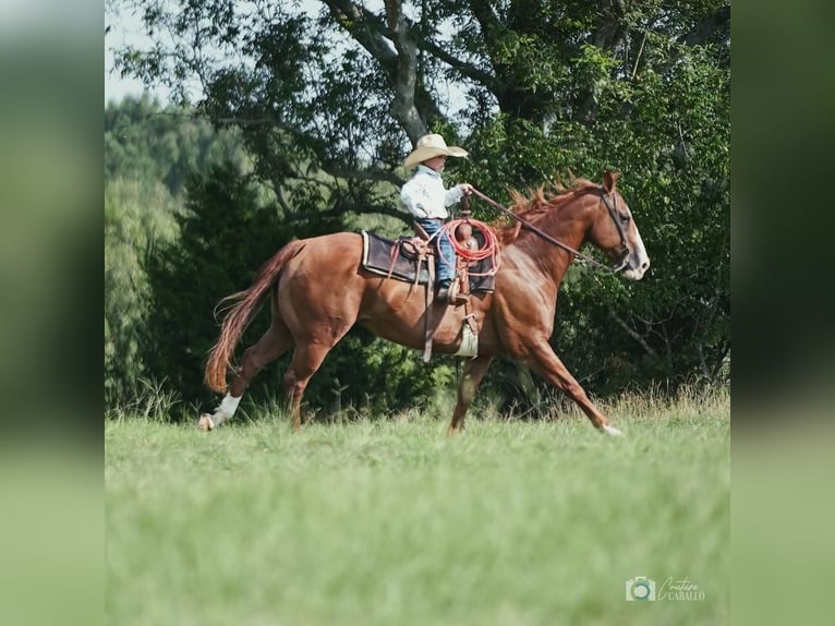Quarter horse américain Hongre 13 Ans 152 cm Alezan cuivré in Addison, TX
