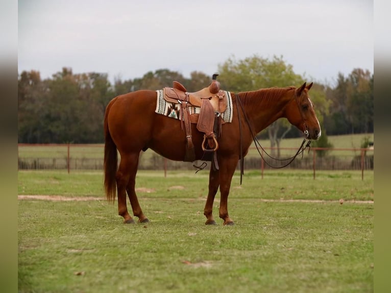 Quarter horse américain Hongre 13 Ans 152 cm Alezan cuivré in Grand Saline, TX