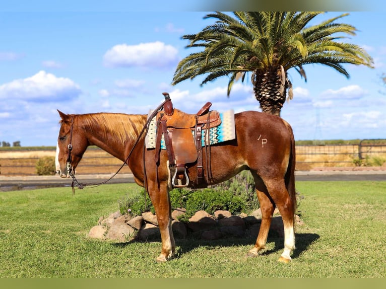 Quarter horse américain Hongre 13 Ans 152 cm Alezan cuivré in Pleasant Grove CA