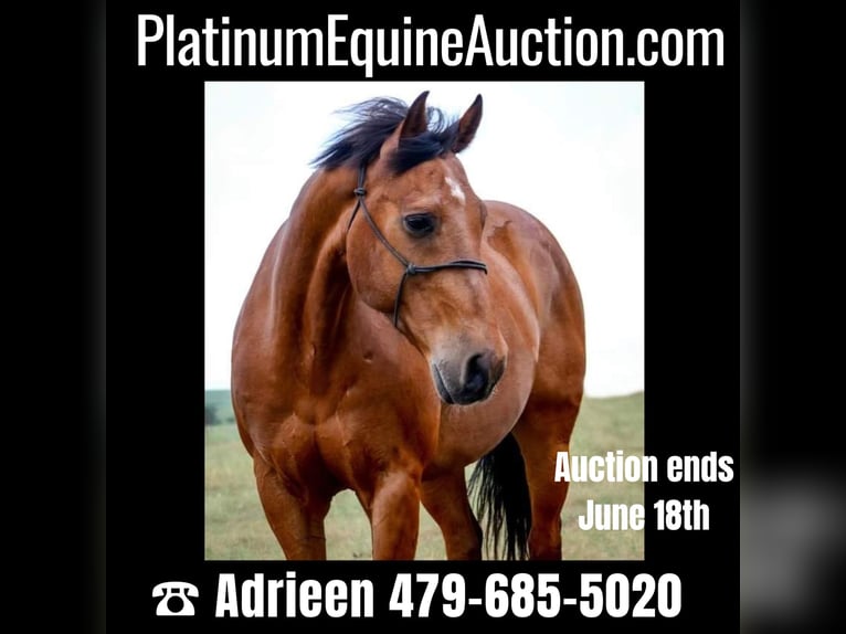 Quarter horse américain Hongre 13 Ans 152 cm Bai cerise in Canton TX