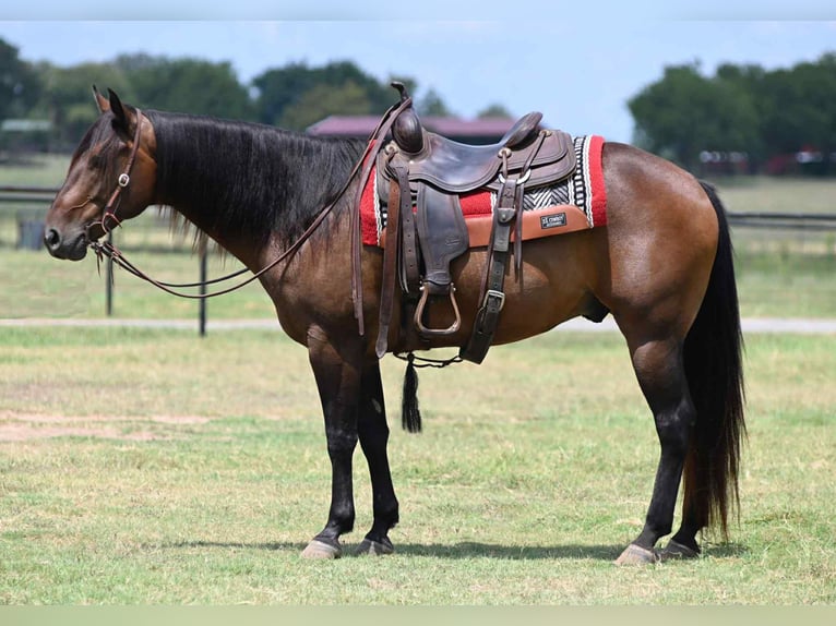 Quarter horse américain Hongre 13 Ans 152 cm Bai cerise in Arkadelphia AR