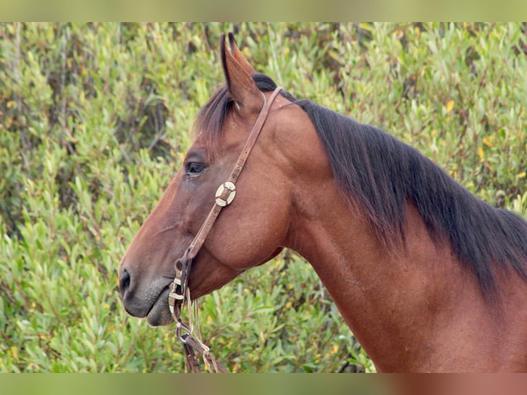 Quarter horse américain Hongre 13 Ans 152 cm Bai cerise in Bitterwater CA
