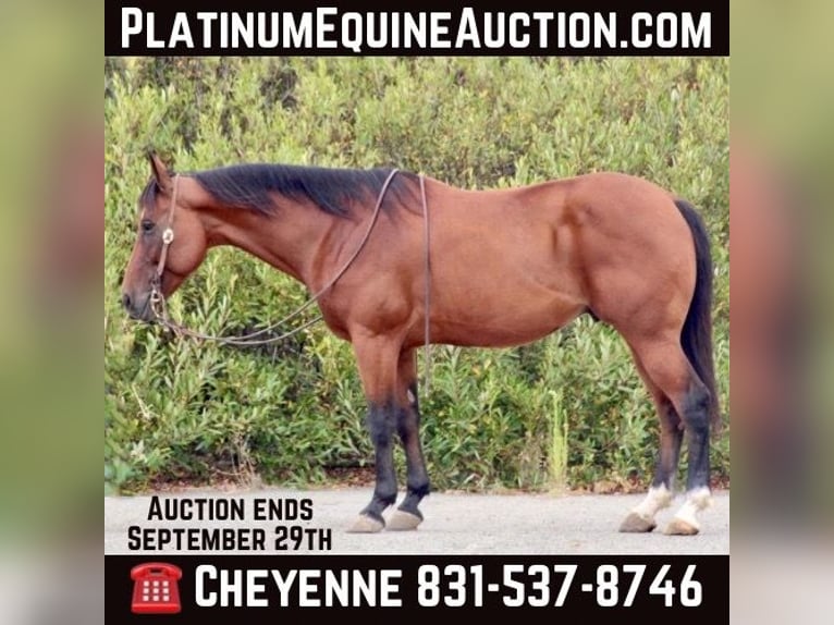 Quarter horse américain Hongre 13 Ans 152 cm Bai cerise in Bitterwater CA