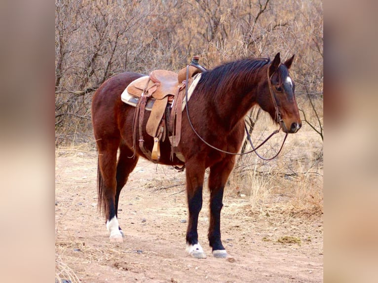 Quarter horse américain Hongre 13 Ans 152 cm Bai cerise in Camp Verde CA