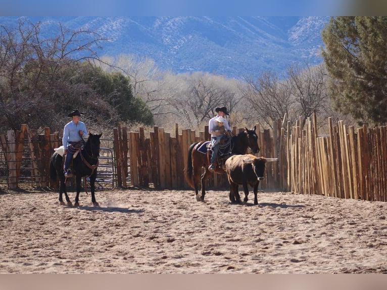 Quarter horse américain Hongre 13 Ans 152 cm Bai cerise in Camp Verde CA