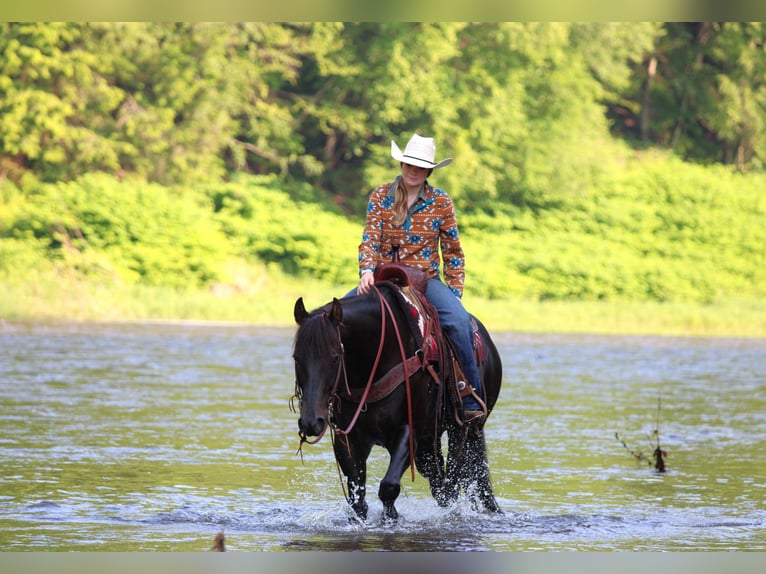 Quarter horse américain Croisé Hongre 13 Ans 152 cm Bai in Clarion, PA