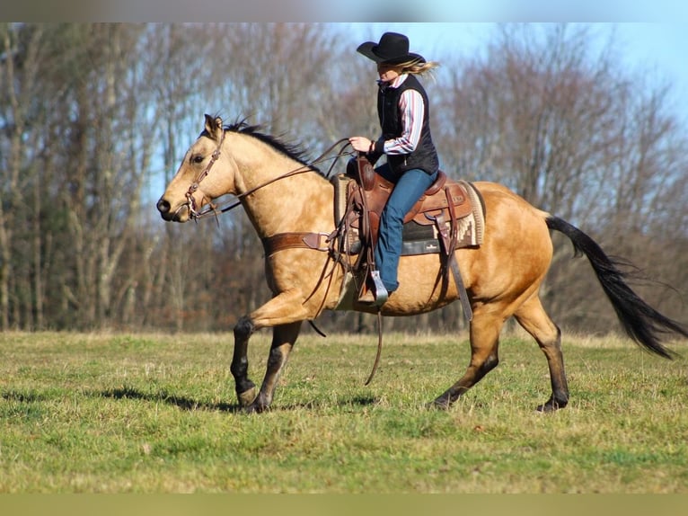Quarter horse américain Croisé Hongre 13 Ans 152 cm Buckskin in Clarion, PA