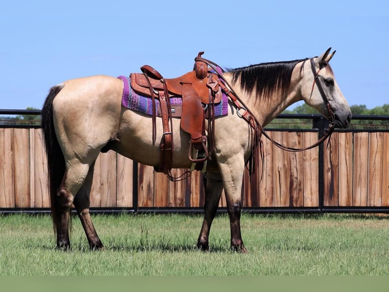 Quarter horse américain Hongre 13 Ans 152 cm Buckskin in Jacksboro, TX