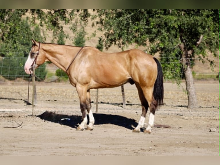Quarter horse américain Hongre 13 Ans 152 cm Buckskin in Tres Pinos