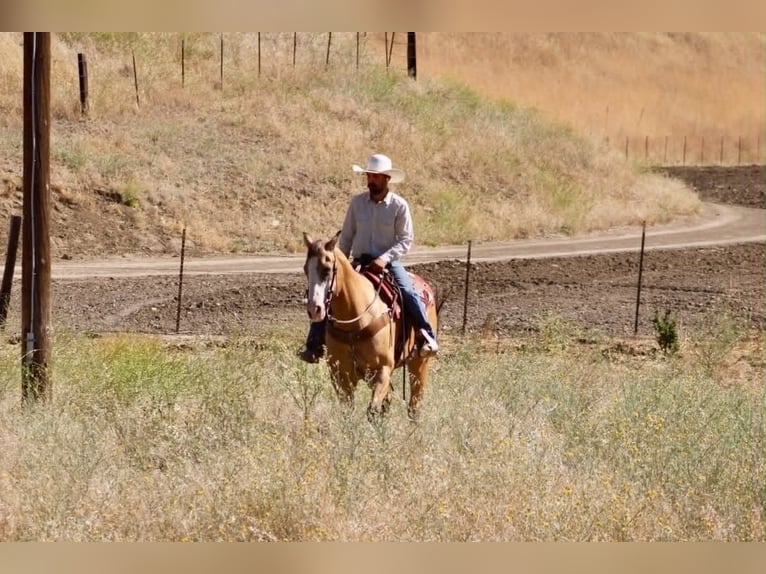 Quarter horse américain Hongre 13 Ans 152 cm Buckskin in Tres Pinos