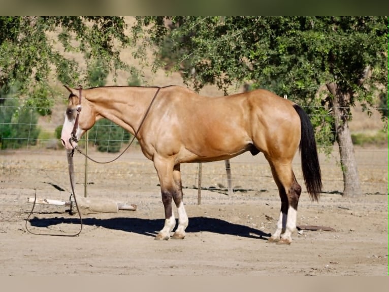 Quarter horse américain Hongre 13 Ans 152 cm Buckskin in Tres Pinos
