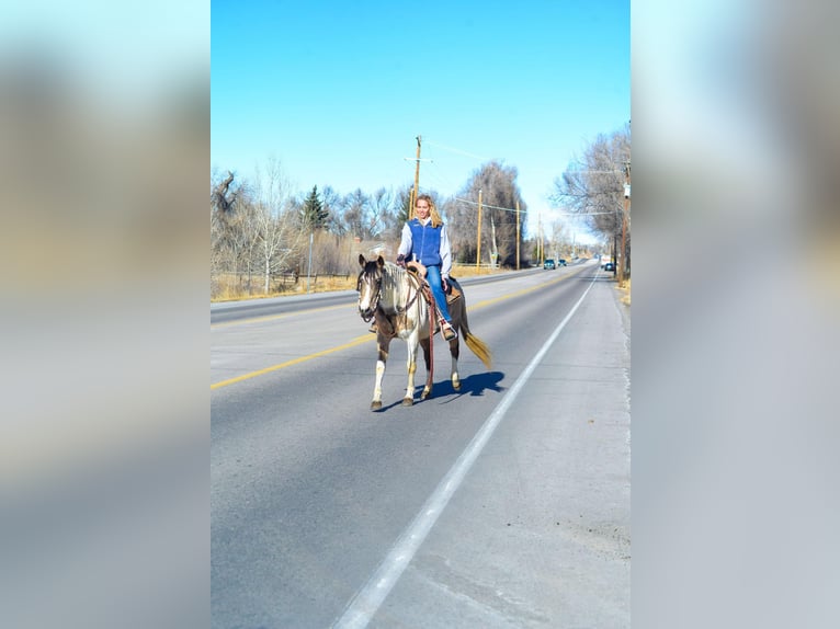 Quarter horse américain Hongre 13 Ans 152 cm Buckskin in Fort Collins, CO