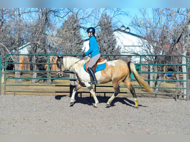 Quarter horse américain Hongre 13 Ans 152 cm Buckskin in Fort Collins, CO